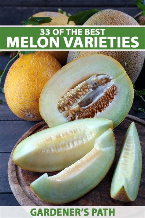 24 Types of Melons